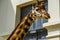 Northern giraffe with its face in closeup, vulnerable animal specie from Africa