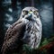 The of Northern Goshawk