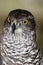 Northern Goshawk