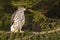 Northern Goshawk (Accipiter gentilis)