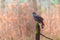 The northern goshawk Accipiter gentilis sitting on a stick. Autumn forest, colorful background