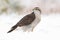 Northern goshawk, accipiter gentilis on snow in winter