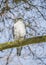 Northern goshawk (Accipiter gentilis) is a species of medium-large bird of prey in the family Accipitridae.