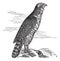Northern Goshawk or Accipiter gentilis. Vintage engraving