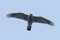 Northern goshawk flying Accipiter gentilis Bird of prey wildlife