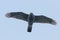 Northern goshawk flying Accipiter gentilis Bird of prey wildlife