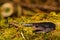 Northern Gray-cheeked Salamander on a bed of moss in Virginia.