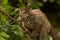 Northern Greater Galago, on a branch during the daytime