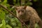 Northern Greater Galago, on a branch during the daytime