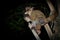 Northern Greater Galago - Otolemur garnettii also Garnett greater galago or Small-eared Greater Galago, nocturnal