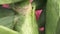 The northern green anole on a cactus