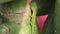 The northern green anole on a cactus in Florida