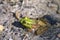 Northern green frog - Lithobates clamitans