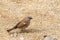 Northern grey-headed sparrow bird in grey with chestnut wings on ground at Serengeti in Tanzania, Africa