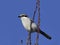 Northern grey shrike Lanius excubitor