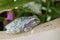 Northern Grey Treefrog