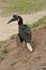 Northern Ground Hornbill