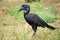 Northern ground hornbill