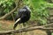 Northern ground hornbill