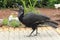 Northern ground hornbill