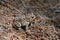 Northern ground toad on forest floor closeup.