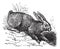 Northern hare Lepus americanus or Snowshoe Hare vintage engraving