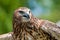 Northern Harrier