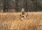 Northern Harrier