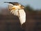 Northern Harrier aka Gray Ghost