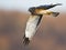 Northern Harrier aka Gray Ghost