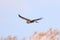 Northern Harrier (Circus cyaneus)