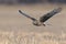 Northern Harrier Circus cyaneus. Hen Harrier or Northern Harrier is long-winged, long-tailed hawk of open grassland and marshes