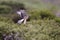 Northern harrier (Circus cyaneus hudsonius)