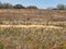 A Northern Harrier Flies Above the Grass of an Autumn Prairie: Bird of prey northern harrier raptor flies just above the grasses