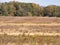 A Northern Harrier Flies Above the Grass of an Autumn Prairie: Bird of prey northern harrier raptor flies just above the grasses