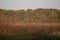 Northern Harrier Flying Low