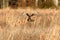 Northern Harrier Hunting