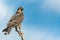 Northern Harrier or Marsh Hawk