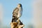 Northern Harrier, Marsh Hawk. Male