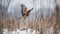 Northern Harrier\\\'s Ground Swoop in a Winter Marsh