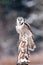 Northern Hawk Owl