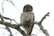 Northern Hawk Owl