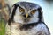 Northern hawk-owl