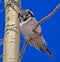 Northern Hawk Owl