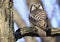 Northern Hawk Owl sitting on a branch tree into the forest, Quebec