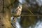 Northern Hawk Owl; Sperweruil; Surnia ulula