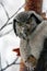 Northern Hawk Owl (Surnia ulula), Kamchatka,