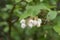 Northern highbush blueberry Vaccinium corymbosum, pending white flowers