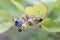 Northern highbush blueberry Vaccinium corymbosum, ripening berries