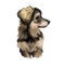 Northern Inuit puppy, designer created dog of Canada digital art